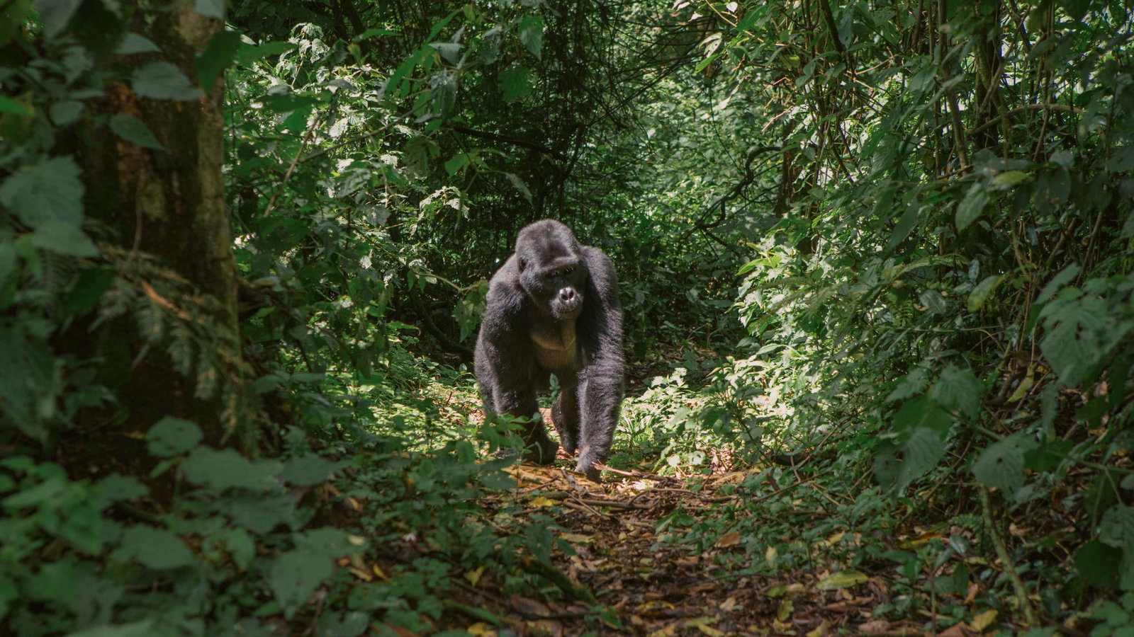 Contiki reintroduces Uganda with new adventures launching in 2027 | TTG