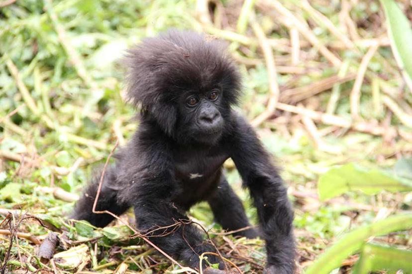 Baby gorilla Rwanda