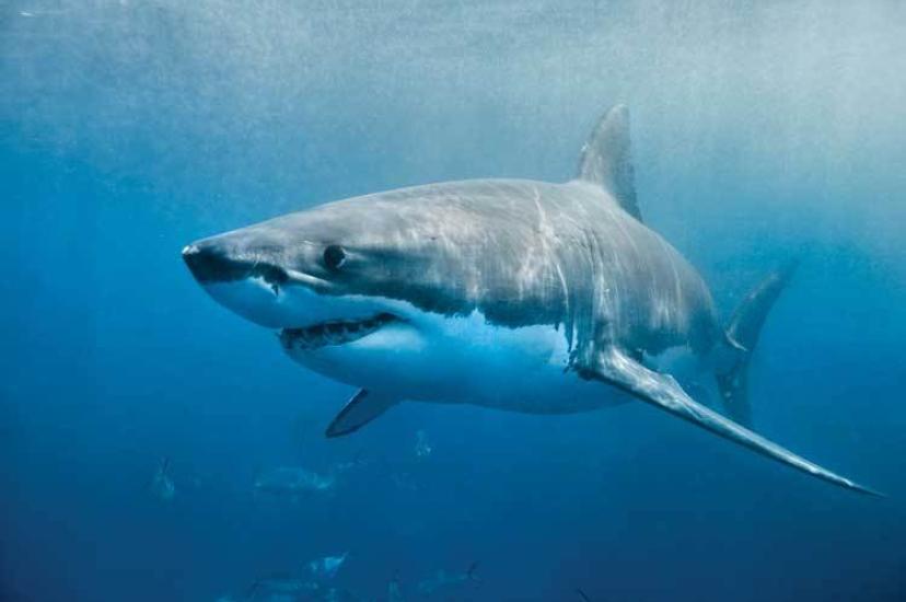 Great-White-Shark.jpg