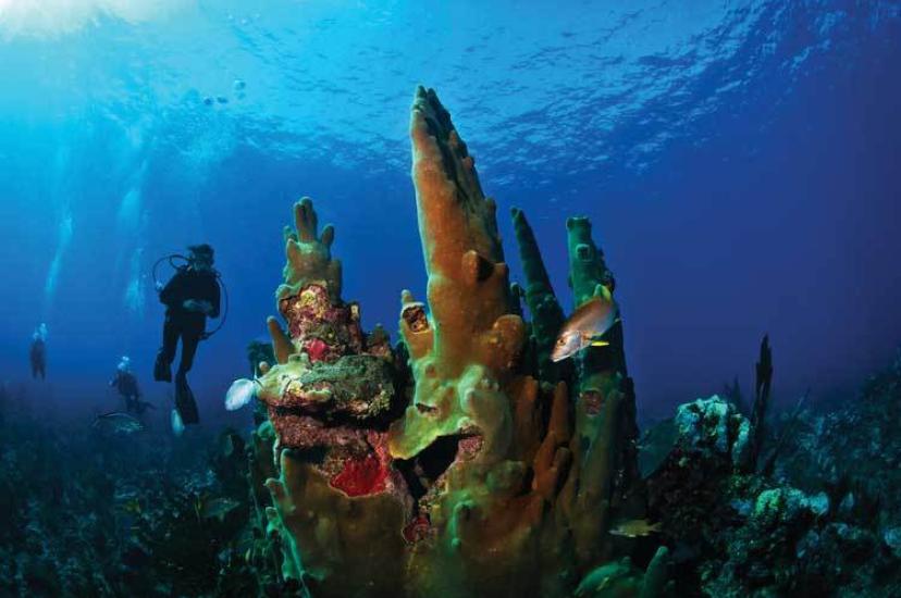 Belize-Barrier-Reef.jpg