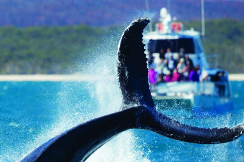 Hervey Bay Whales Tail.jpg