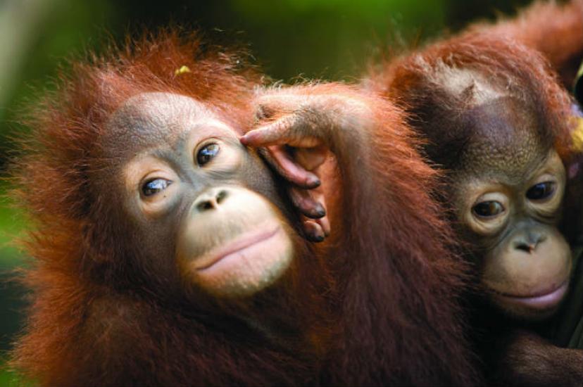 Orangutans.jpg