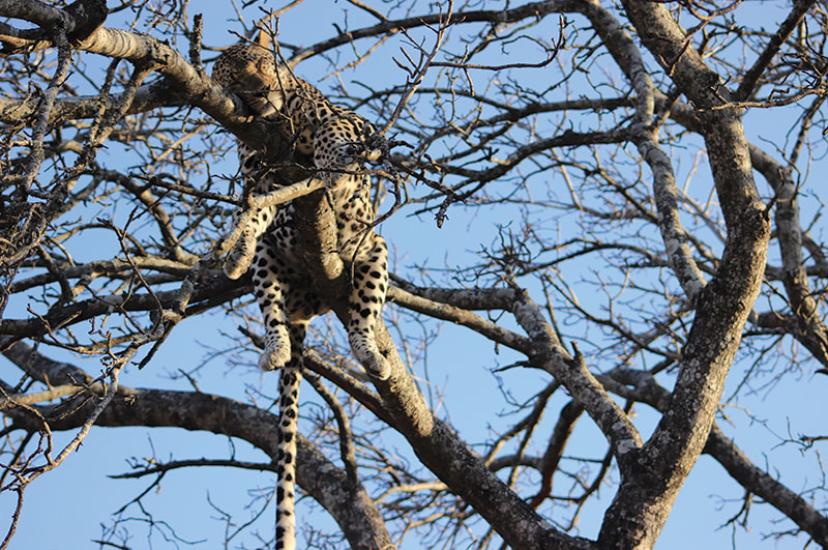 LeopardSA.jpg