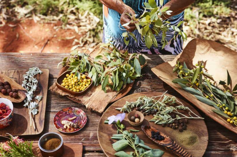 Bush Tucker Journeys at Ayers Rock Resort