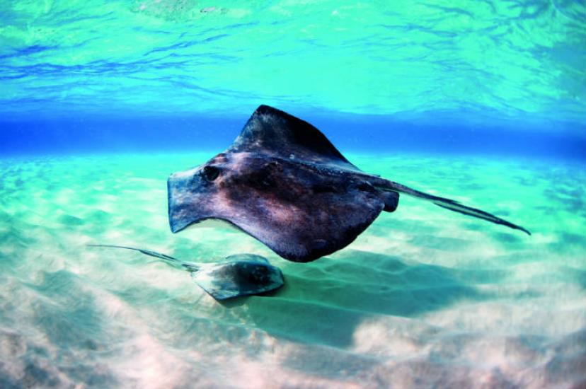 Cayman Islands Stingray .jpg