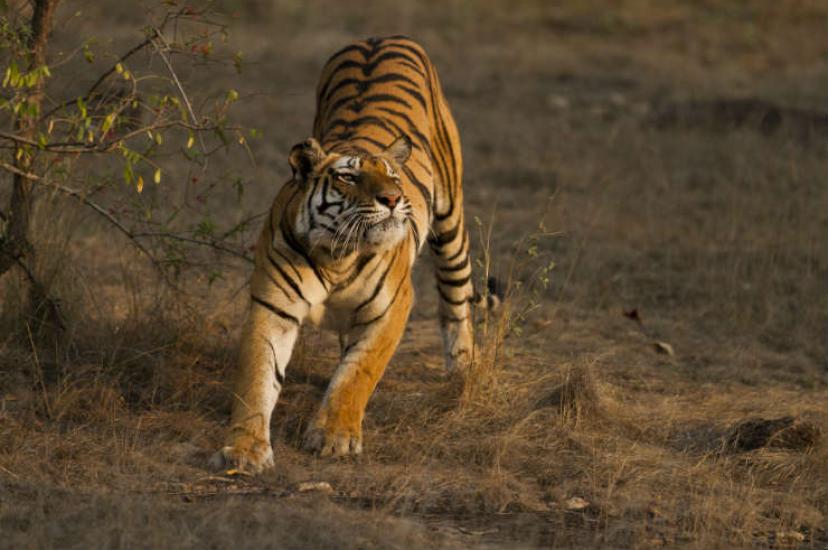 Bengal tiger