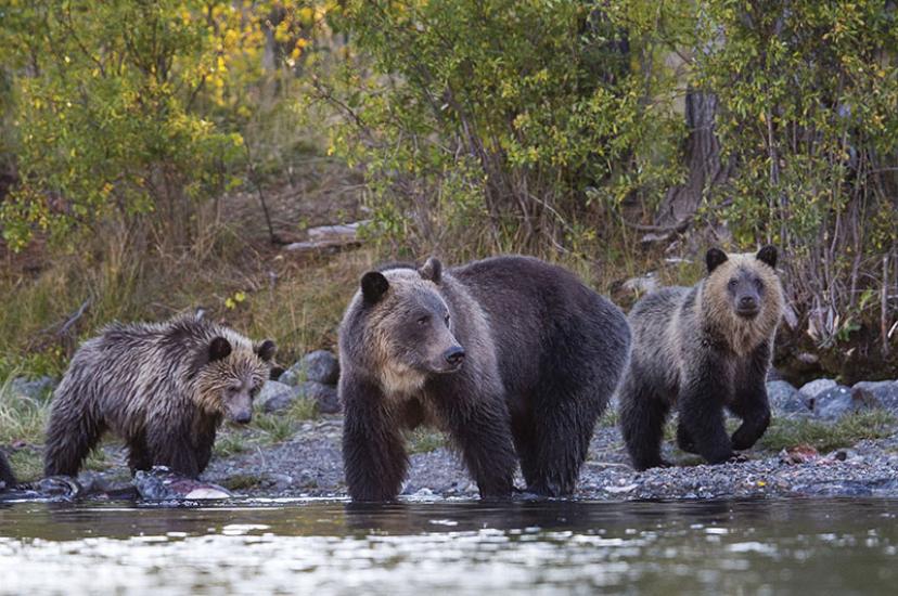 Grizzly mum and cubs.jpg
