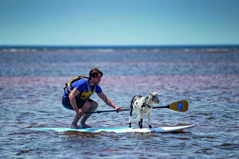 Beach Goats 1.jpg