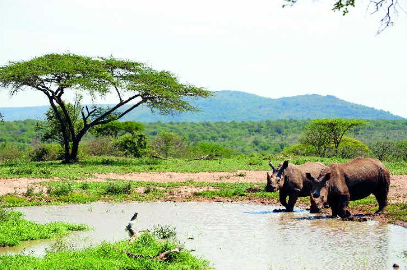 Perfections of Africa wants to get holidaymakers involved in conservation work