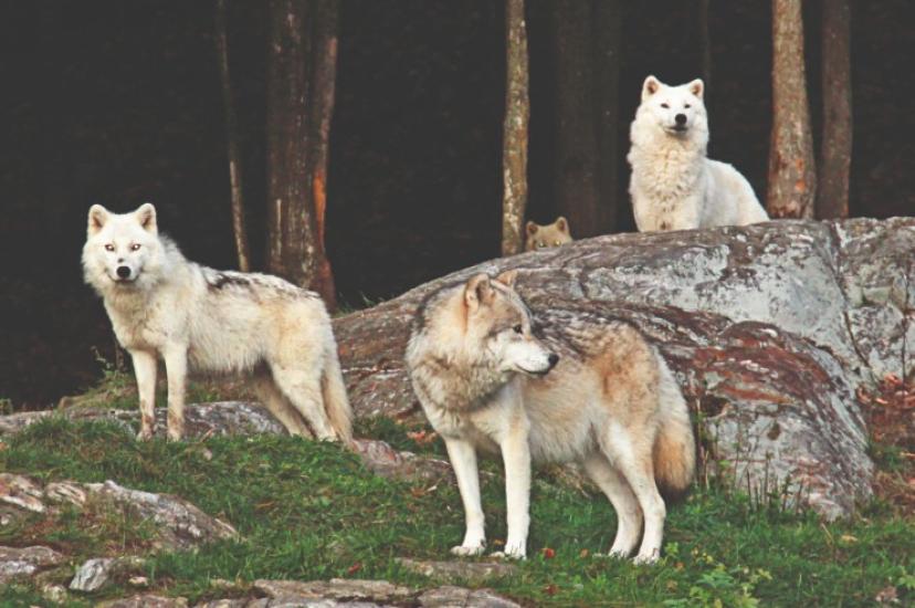 Parc Omega in Canada_