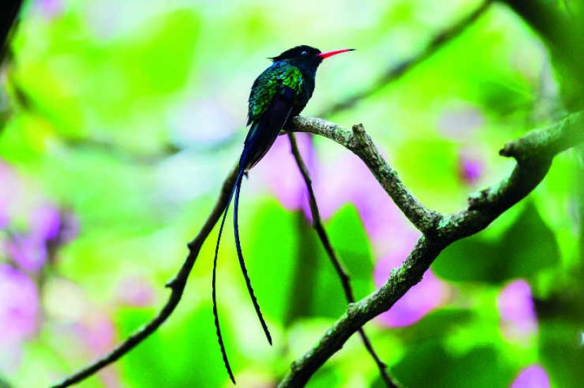 Hummingbirds iStock-1142923891.jpg