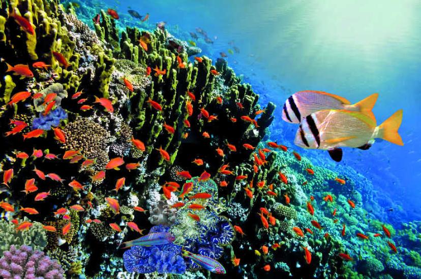 The training, taking place at 10am on Thursday (19 November), will focus on the Maldives, Sri Lanka and Mauritius