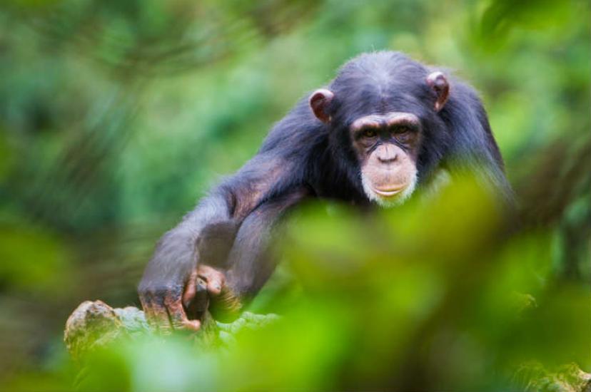 Chimp in Sierra Leone.jpg