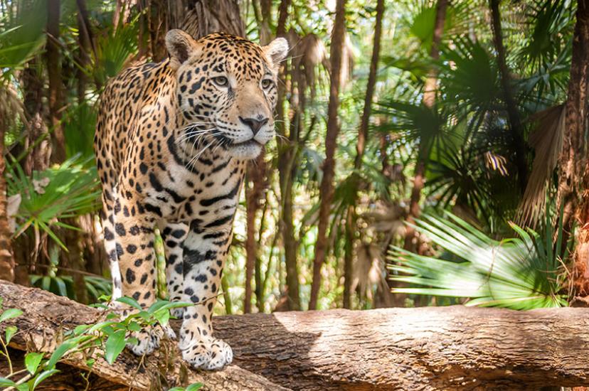 Jaguars are among the spectacular wildlife of Latin America 