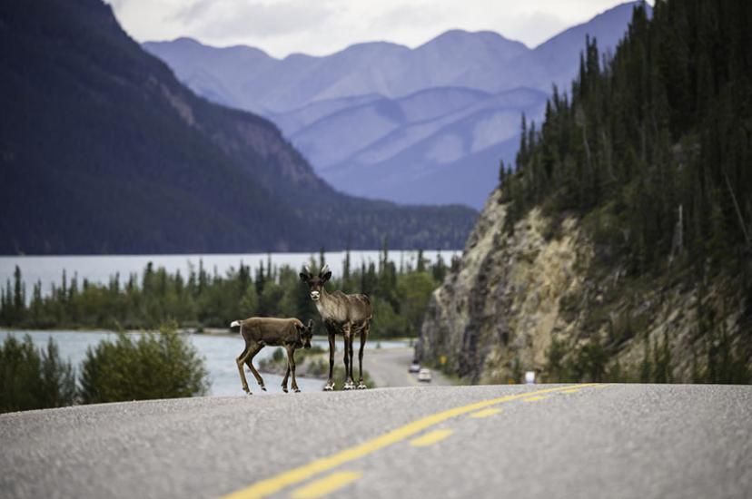 26350_-_Alaska_Highway_nr_Munch_Lake_PP_-_Credit_Destination.jpg