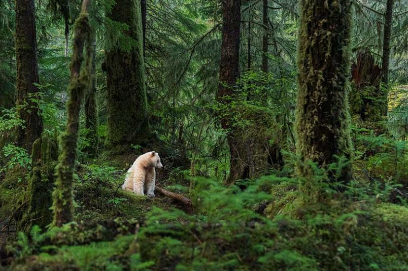 Spirit Bear in the Great Bear Rainforest. Credit: Destination BC and Yuri Choufour