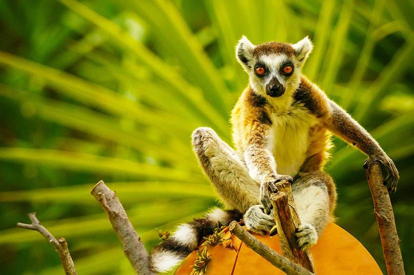 Ring-tailed lemurs may be spotted on a Newmarket Holidays Madagascar tour