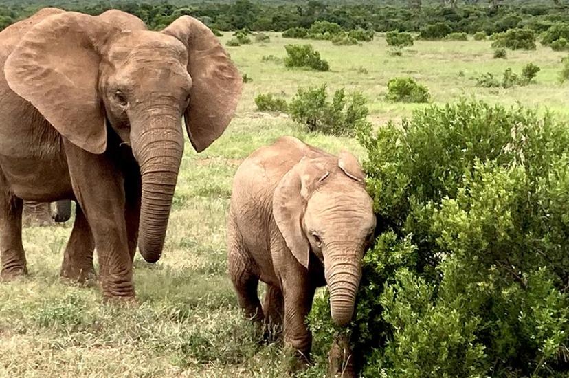 Elephants South Africa © Sara Macefield
