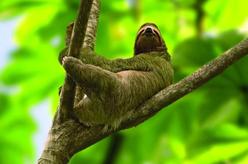Sloth in tree