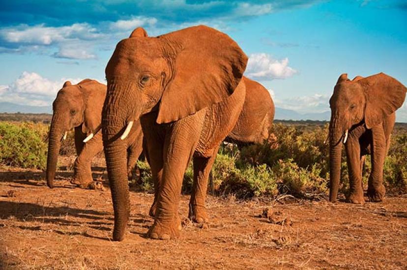 The fourth TTG Sustainable Travel Ambassadors workshop focused on animal welfare