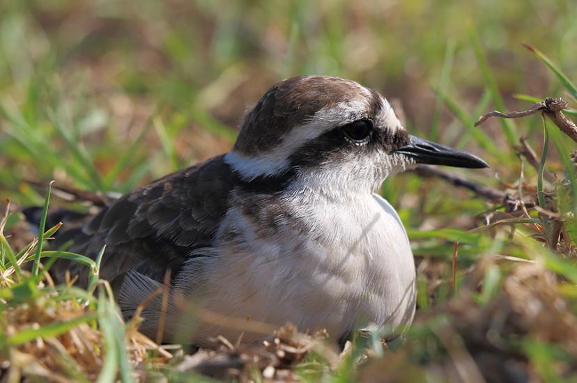 Wirebird St Helena