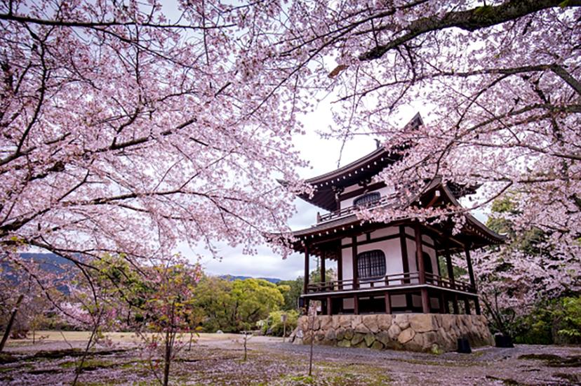 Kyoto cherry blossom