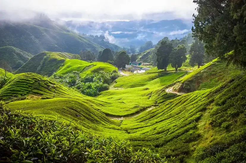 Cameron Highlands