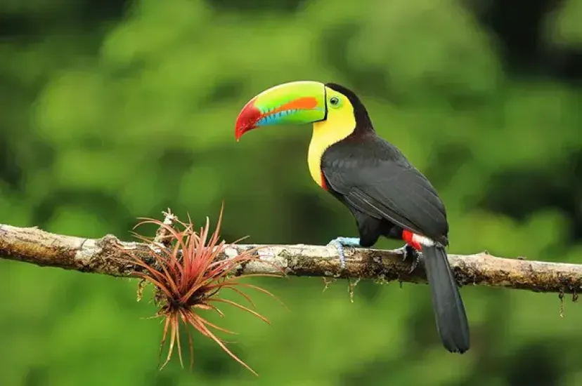 Central America and the Caribbean