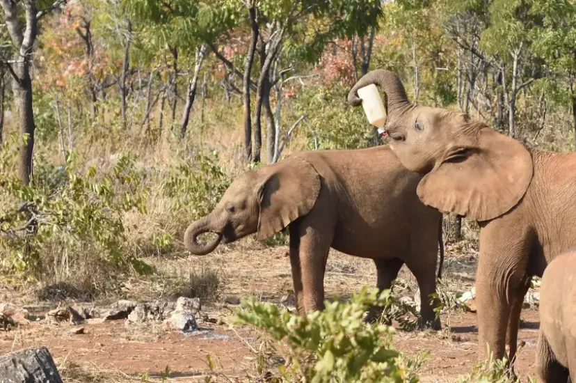 Orphan elephants