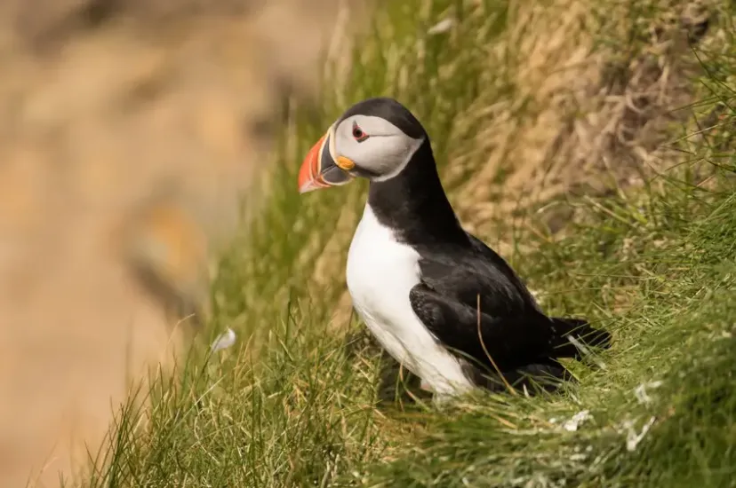 Puffin