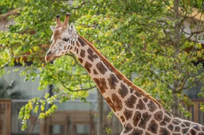 The Reserve at Chester Zoo (credit: Chester Zoo)