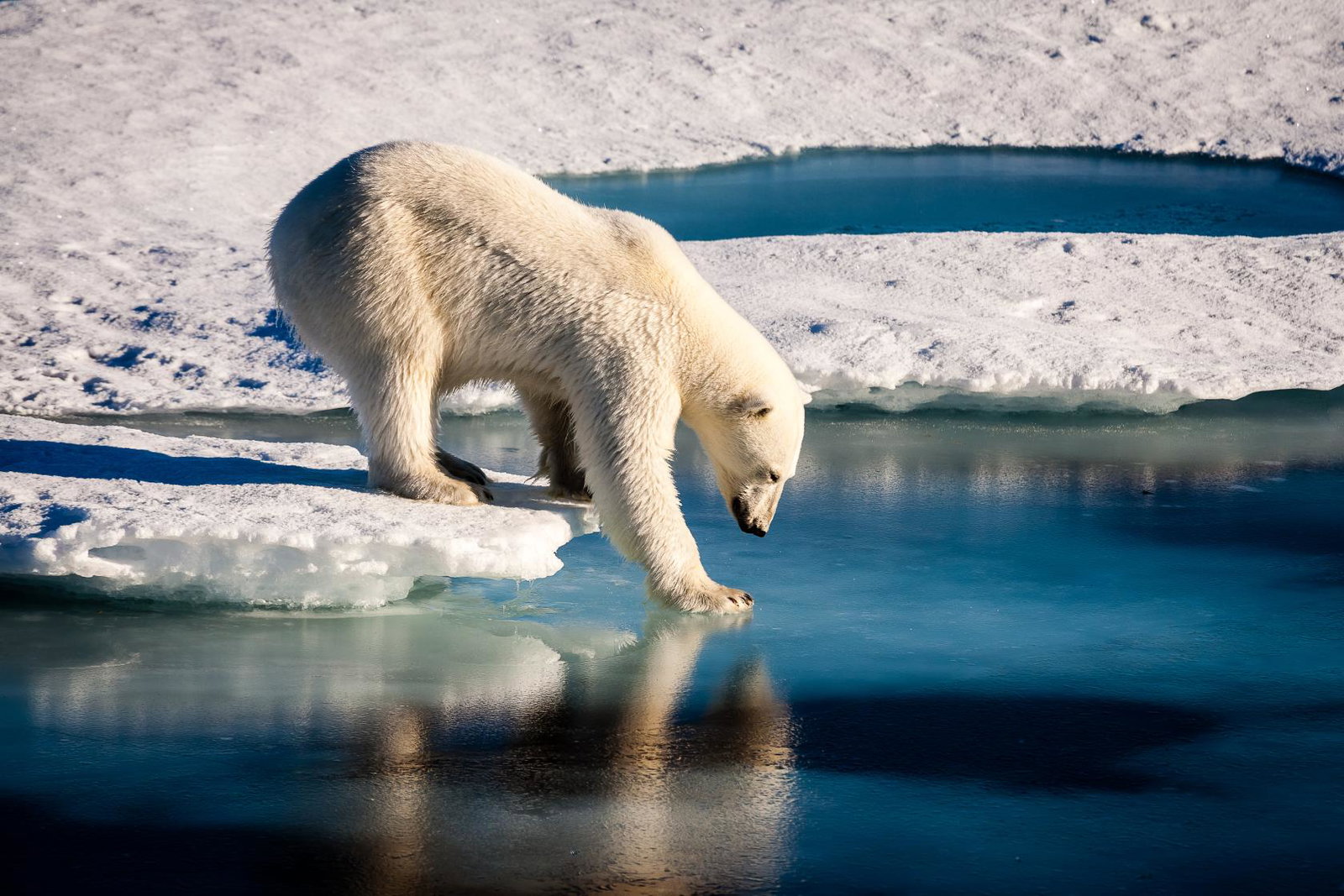 Polar bear on the ice