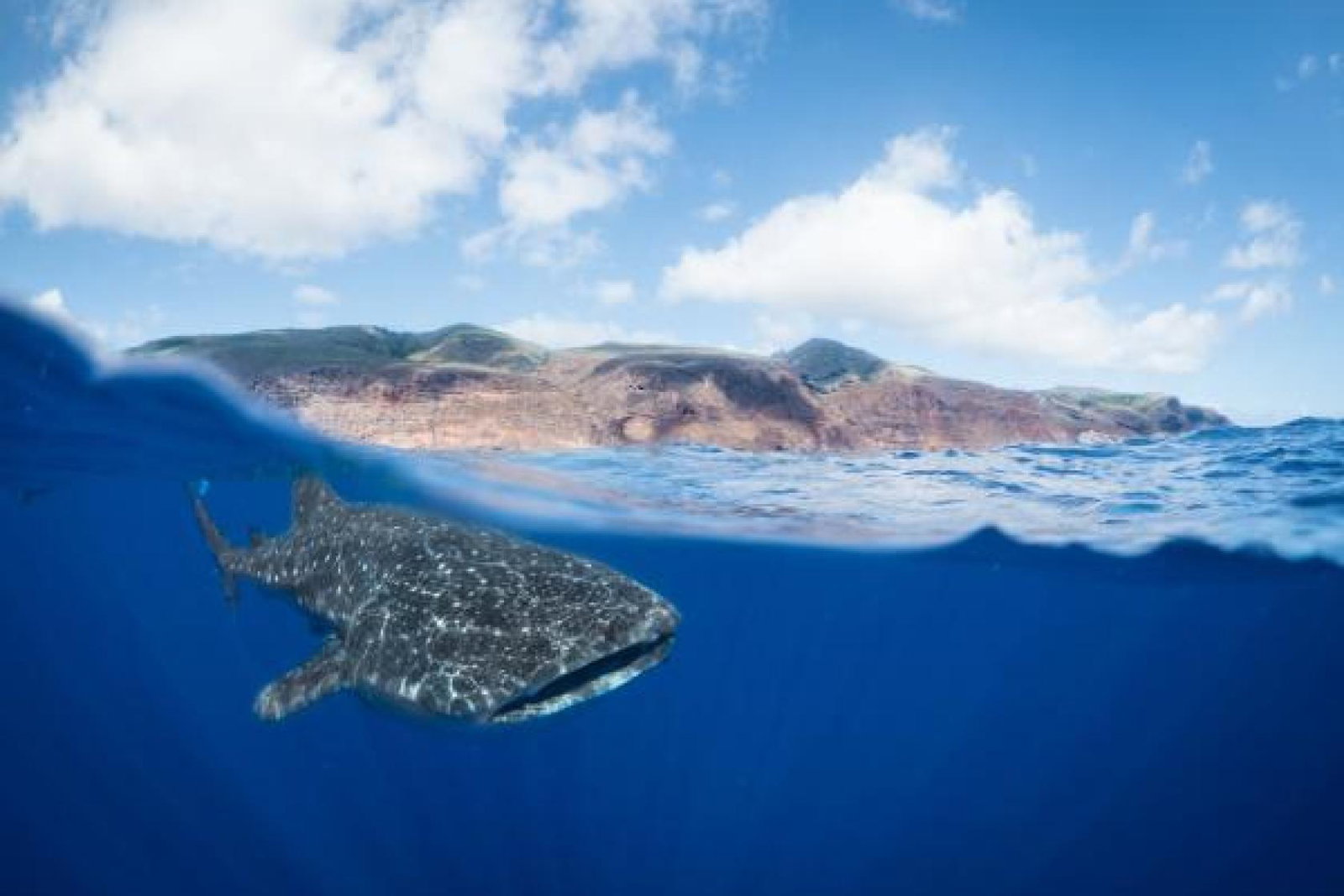 A whale shark off St Helena's coast