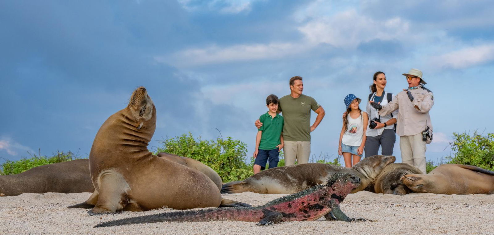 Seal on a beach with family and guide watching behind