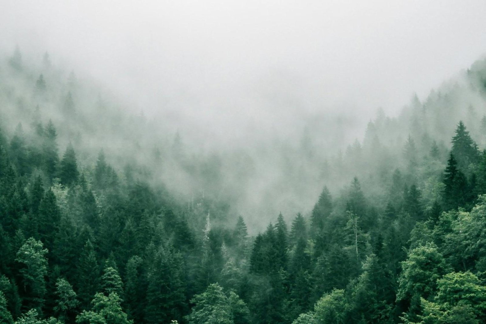 Inghams and Santa's Lapland has published a new Nature and Climate action plan