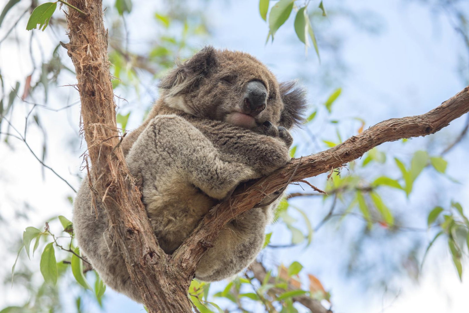Koala sleeping in tree