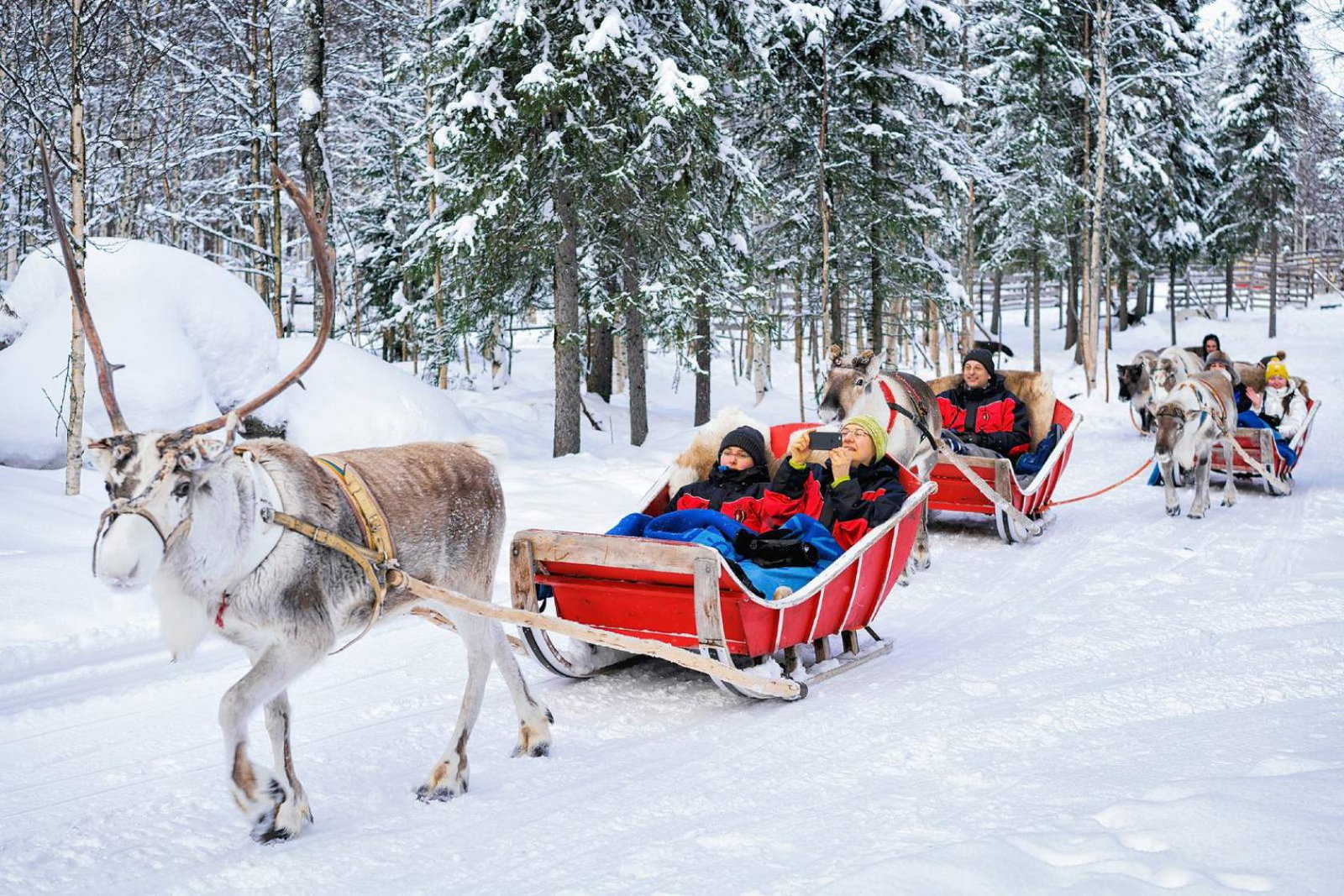 Reindeer sledge ride in Finland
