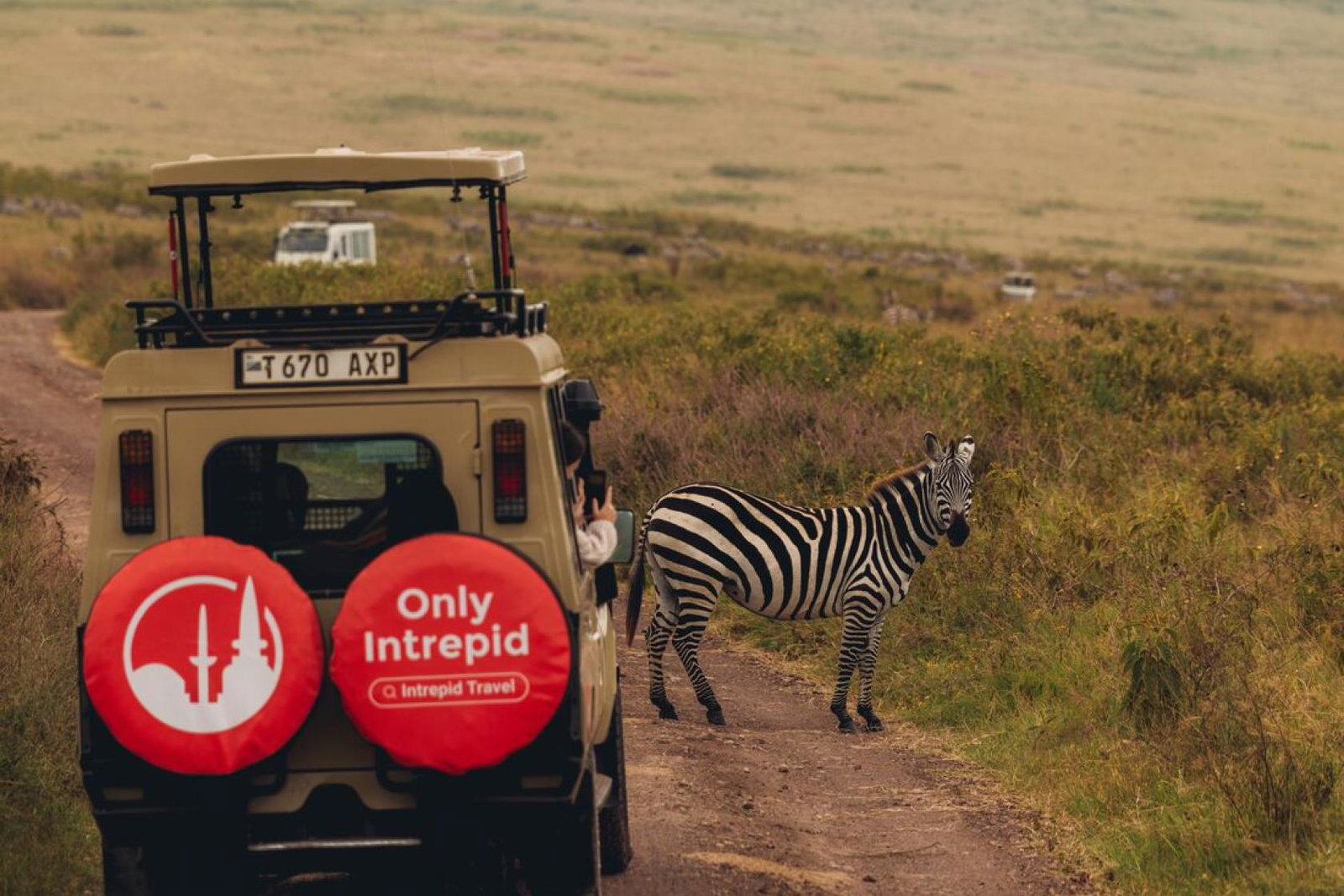 Travellers on safari with Intrepid Travel see a zebra in Tanzania