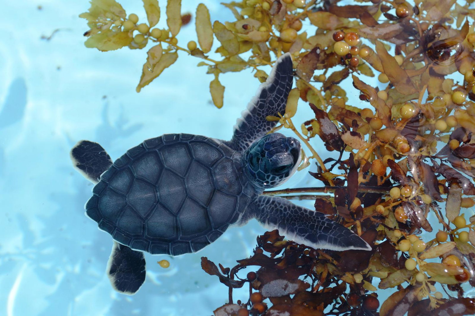 Juvenile Sea Turtle