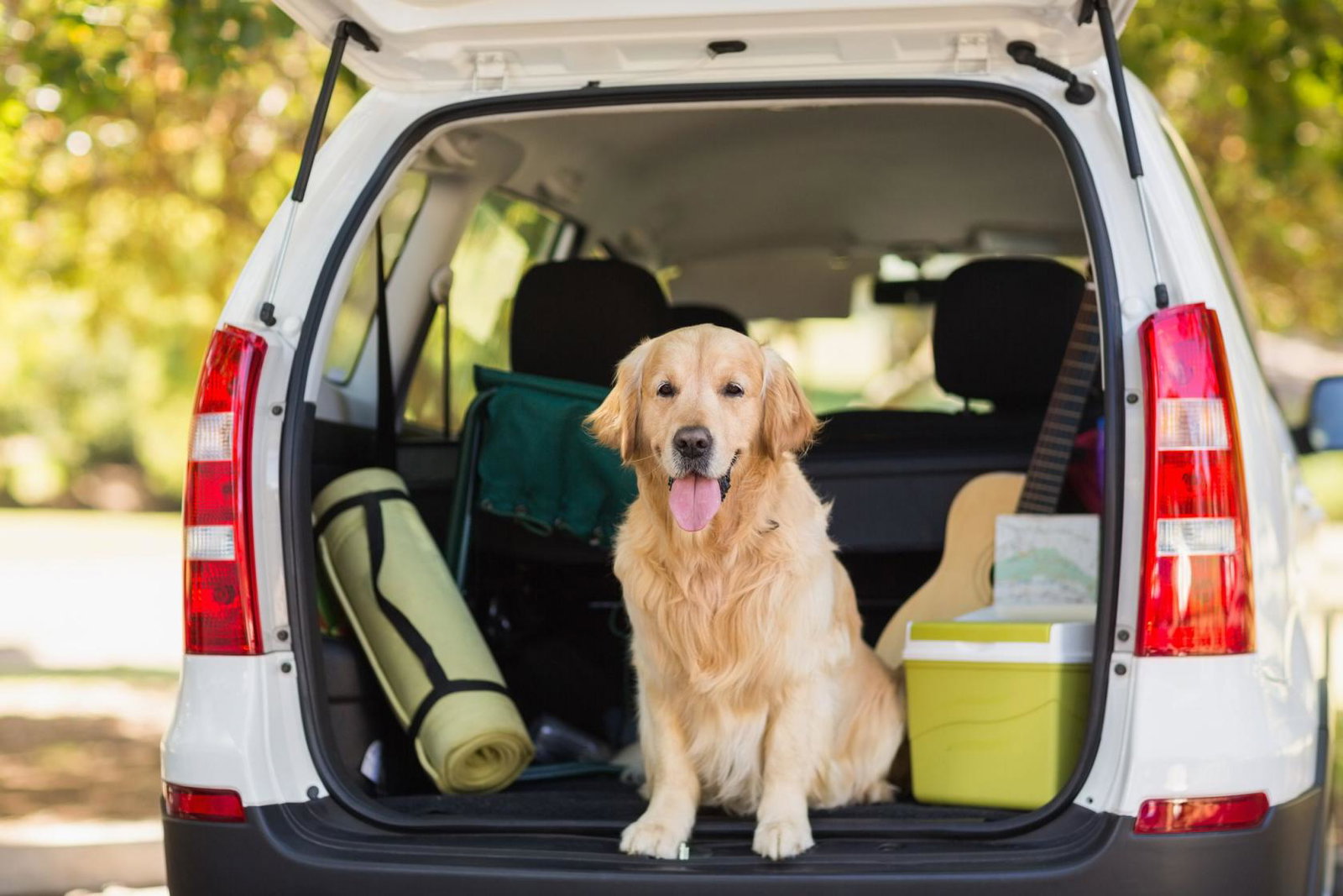 A dog sitting in the back of a car on holiday