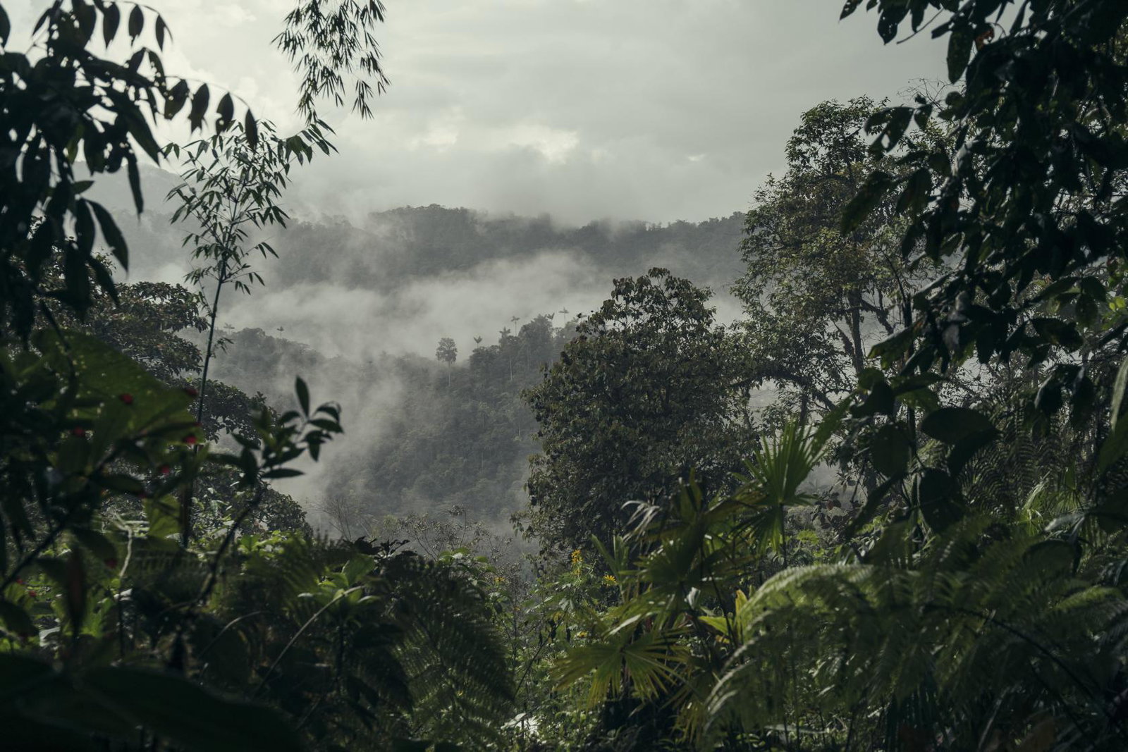 View point from Mashpi Lodge 
