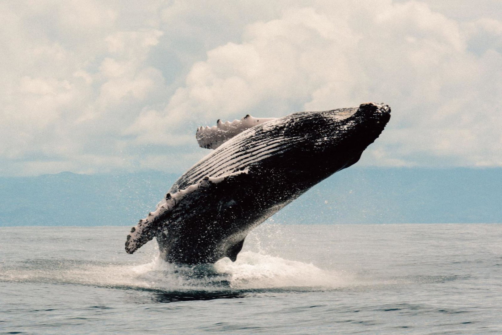 Humpback whale