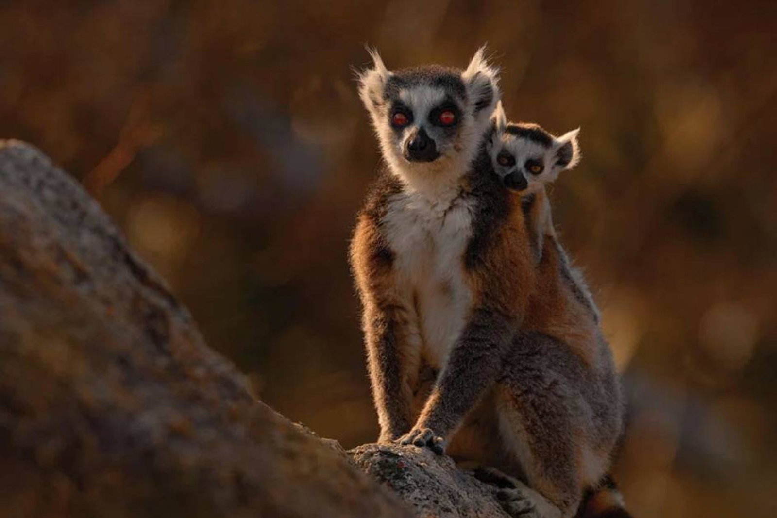 Lemurs
