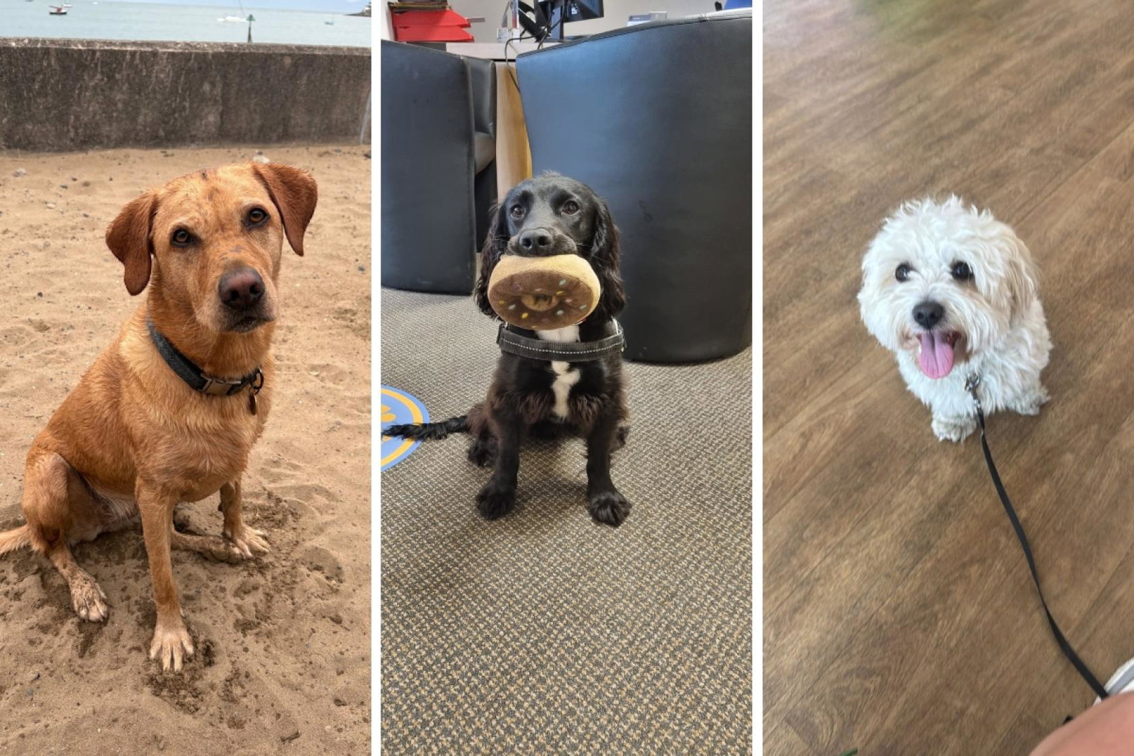 Three dogs, one golden medium dog, one dark small fluffy dog, one white small fluffy dog