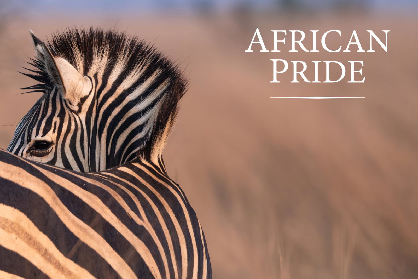 Zebra brochure cover with African Pride logo