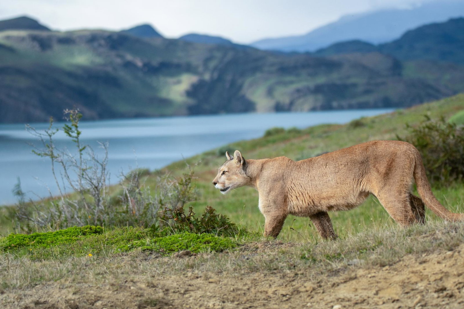Puma Kingdom, Las Torres Patagonia