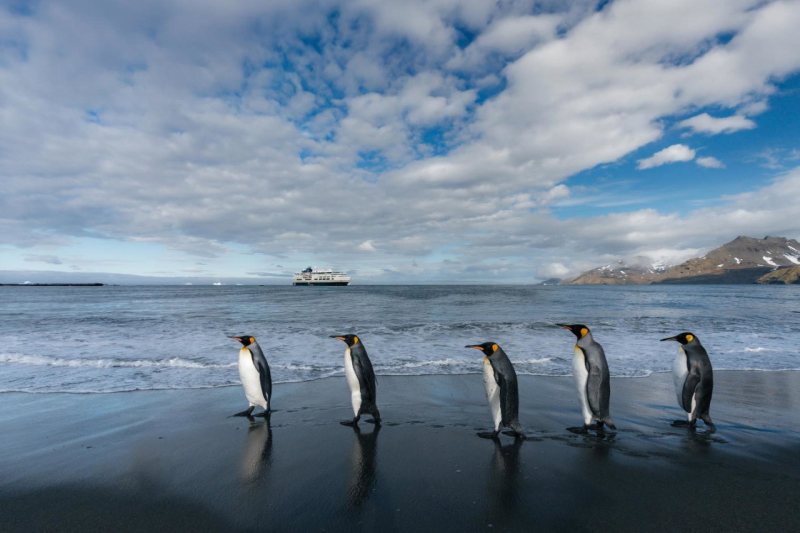 Penguins walking along beach in South Georgia with HX ship behind