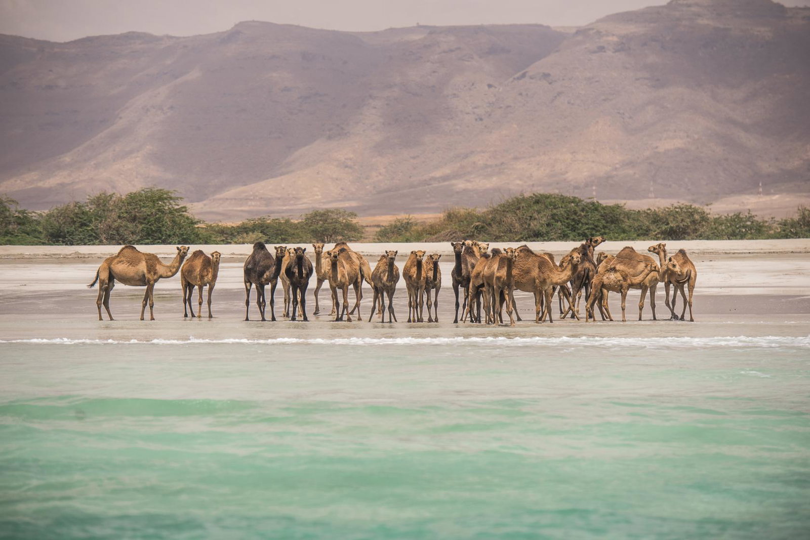 Camels on a beach with mountains behind