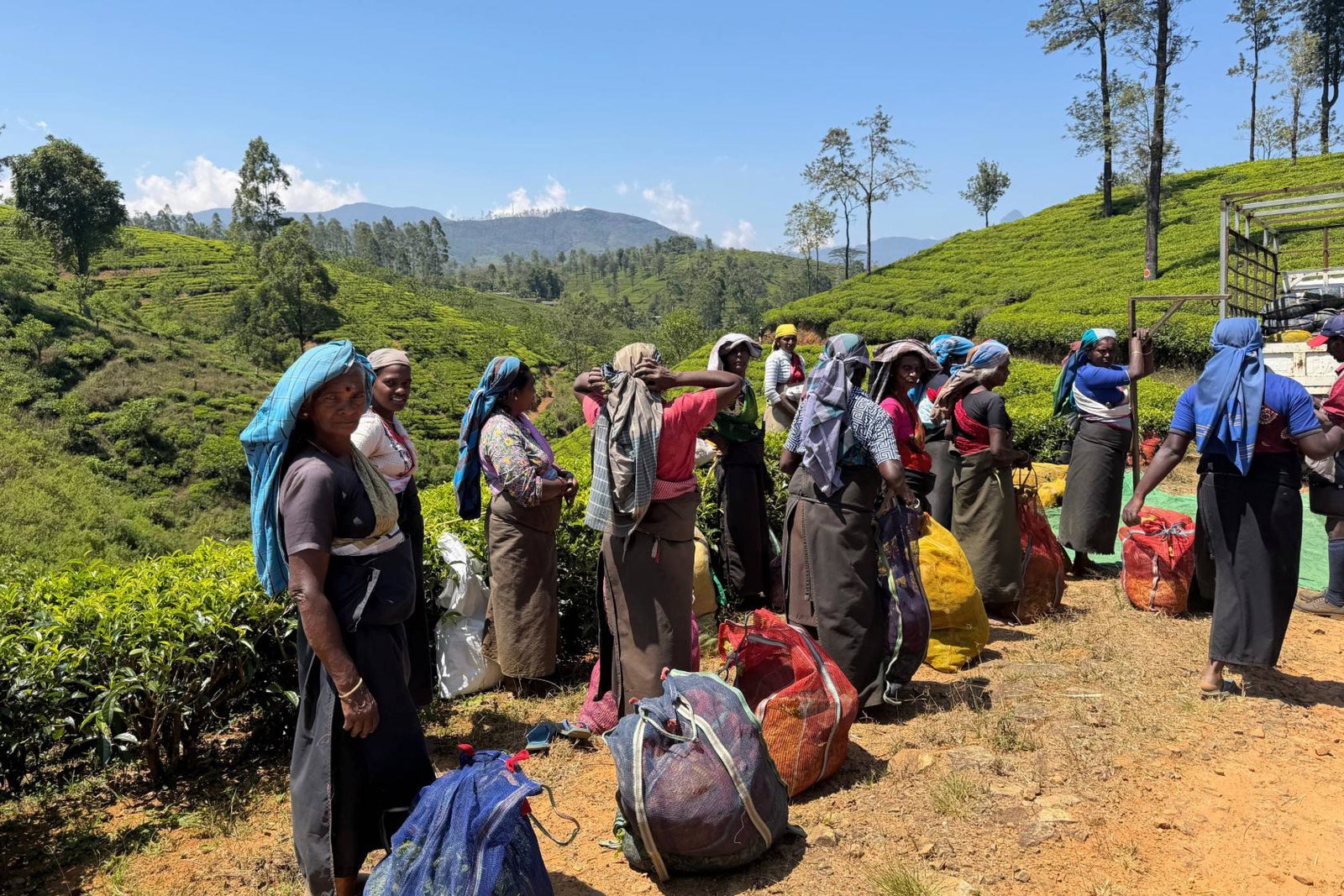 Tea pluckers in Sri Lanka