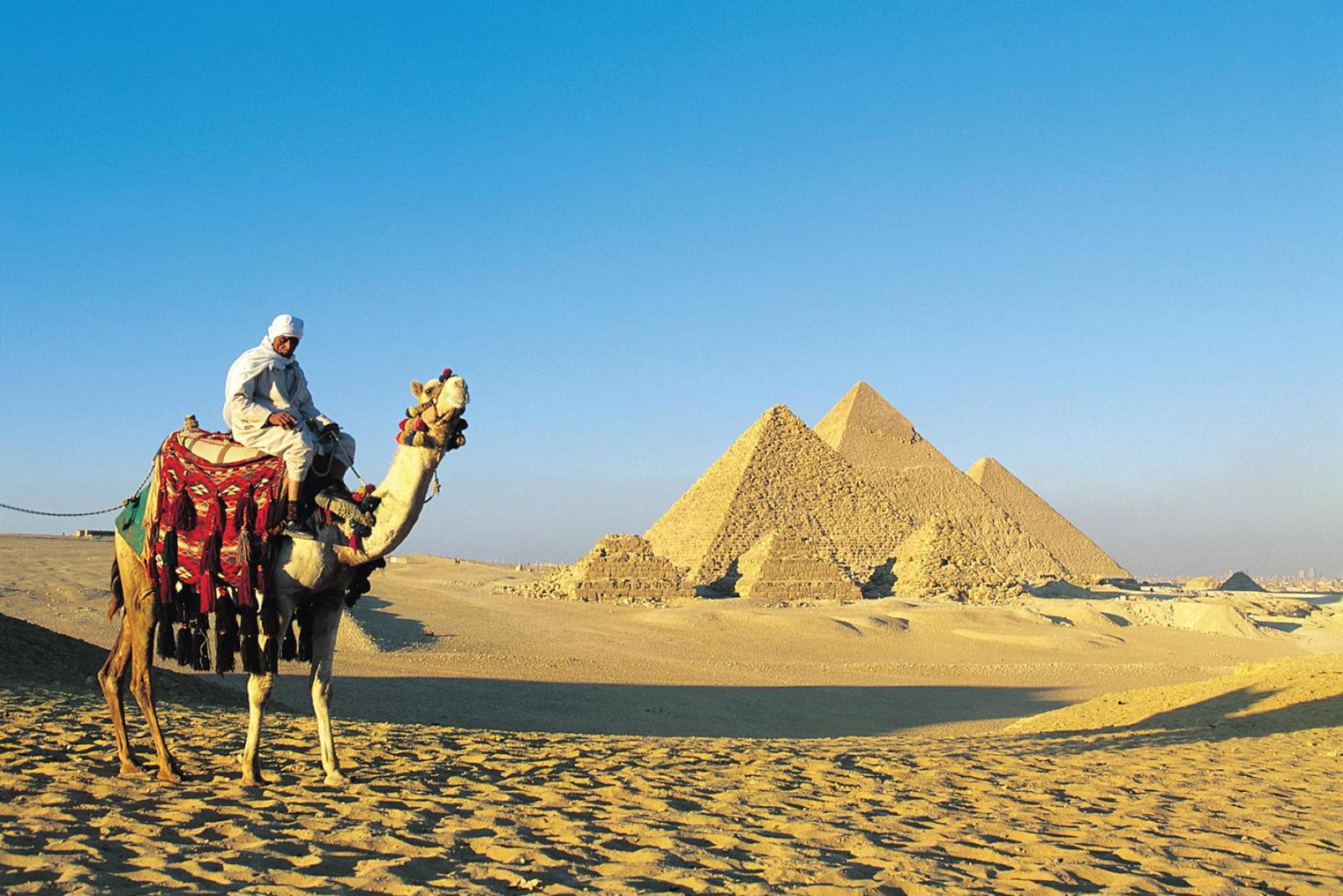 Egypt - camel in front of pyramids